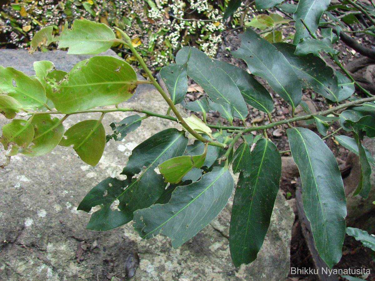 Diospyros malabarica (Desr.) Kostel.